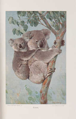 Брем А. Э. Жизнь животных. Т. 4-10. [Всего 7, остальные тома не вышли]. СПб., 1911-1915.